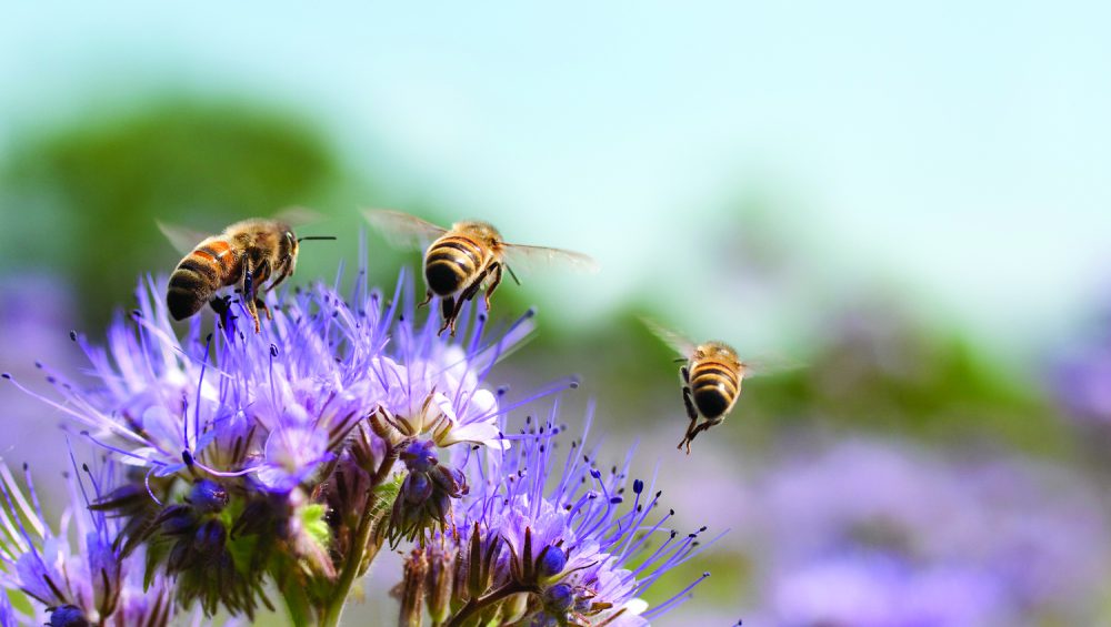 شایع ترین باورهای نادرست مردم در ارتباط با عسل چیست؟