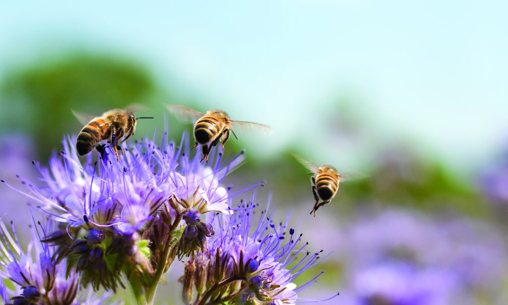 شایع ترین باورهای نادرست مردم در ارتباط با عسل چیست؟